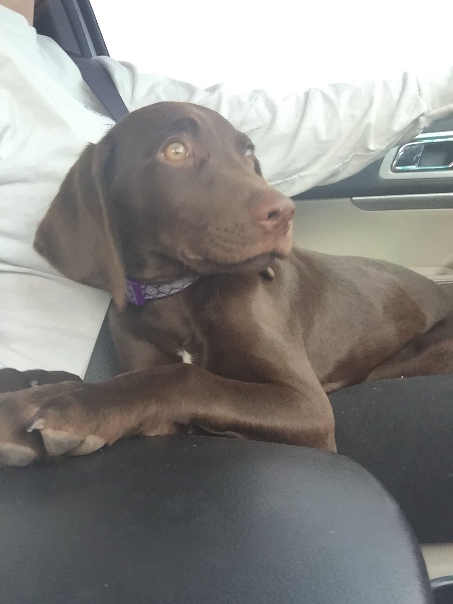 jess_applegate's tweet image. Hello, my name is Bonnie and I am not a chocolate lab. Even better, I am a German Shorthaired Pointer. 💜#commonmisconceptions