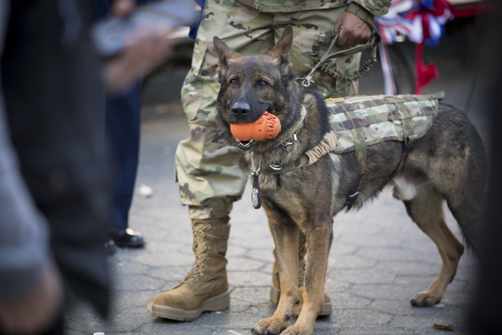 PetMD's tweet photo. Today we honor all who have served #VeteransDay https://t.co/qWxQRDiTGK