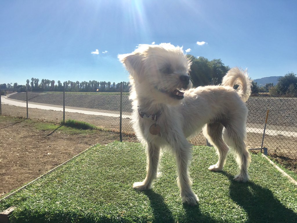 GreenKorean1's tweet photo. @ChaniRubin Wow, time flies! We couldn't be happier! Thank you Chani and @Henshope for the amazing pup. https://t.co/arzzoW3NhS