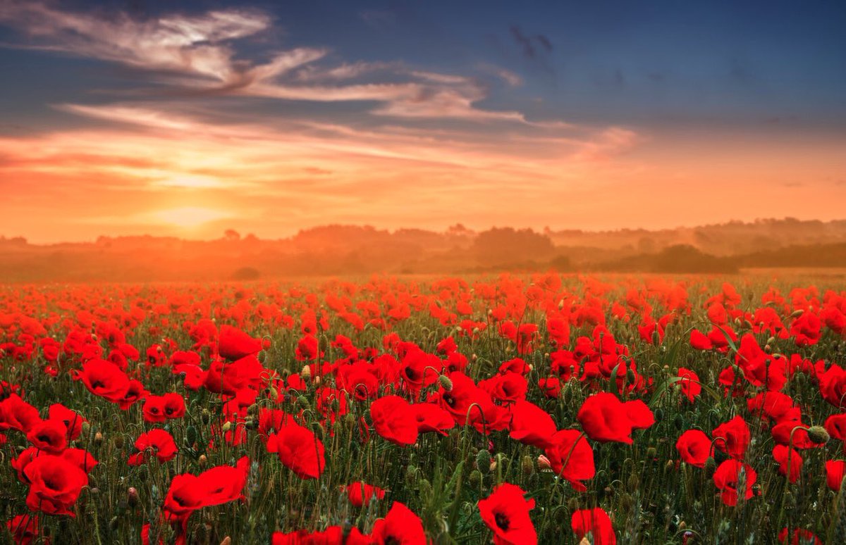 We will remember them #RemembranceDay2017 #ArmisticeDay