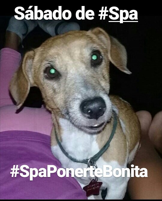vetetips's tweet photo. Sábado de Spa.
👉 Baño Medicado
👉 Peluquería 
👉 Limpieza de oídos 
👉 Corte de uñas y mucho más. 
#SpaPonerseBonita https://t.co/N1slt171Eq
