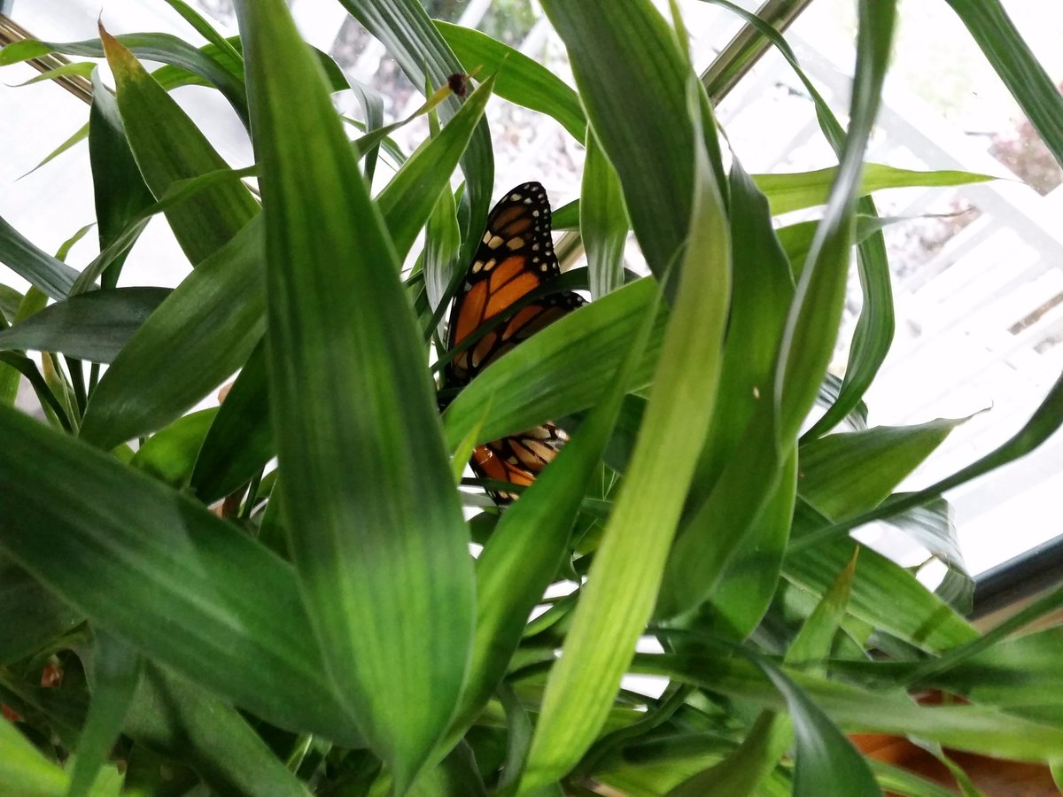 Im_Back_4now's tweet photo. @StephenMaddox This chaotic butterfly hit my truck so I brought him inside to be immortalized on my plant. #transformation He was flying to Mexico. https://t.co/9IN90l6TSD