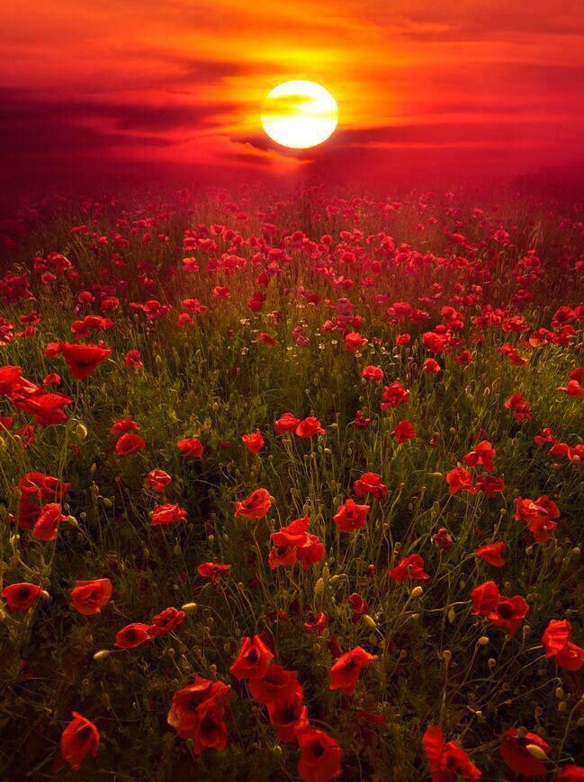 easyTechCare's tweet image. “To you from failing hands we throw
The torch; be yours to hold it high.”

#InFlandersFields #JohnMcCrae
#RememberanceDay #Grateful