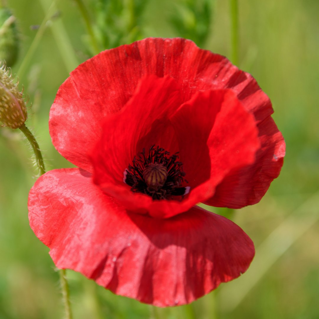 DowneyFarms's tweet photo. What will you be doing at 11:00 today? Please let's pause; to reflect and honour those who serve to protect our freedom.

#RemembranceDay #Lestwe… https://t.co/2ZO1kUya8C