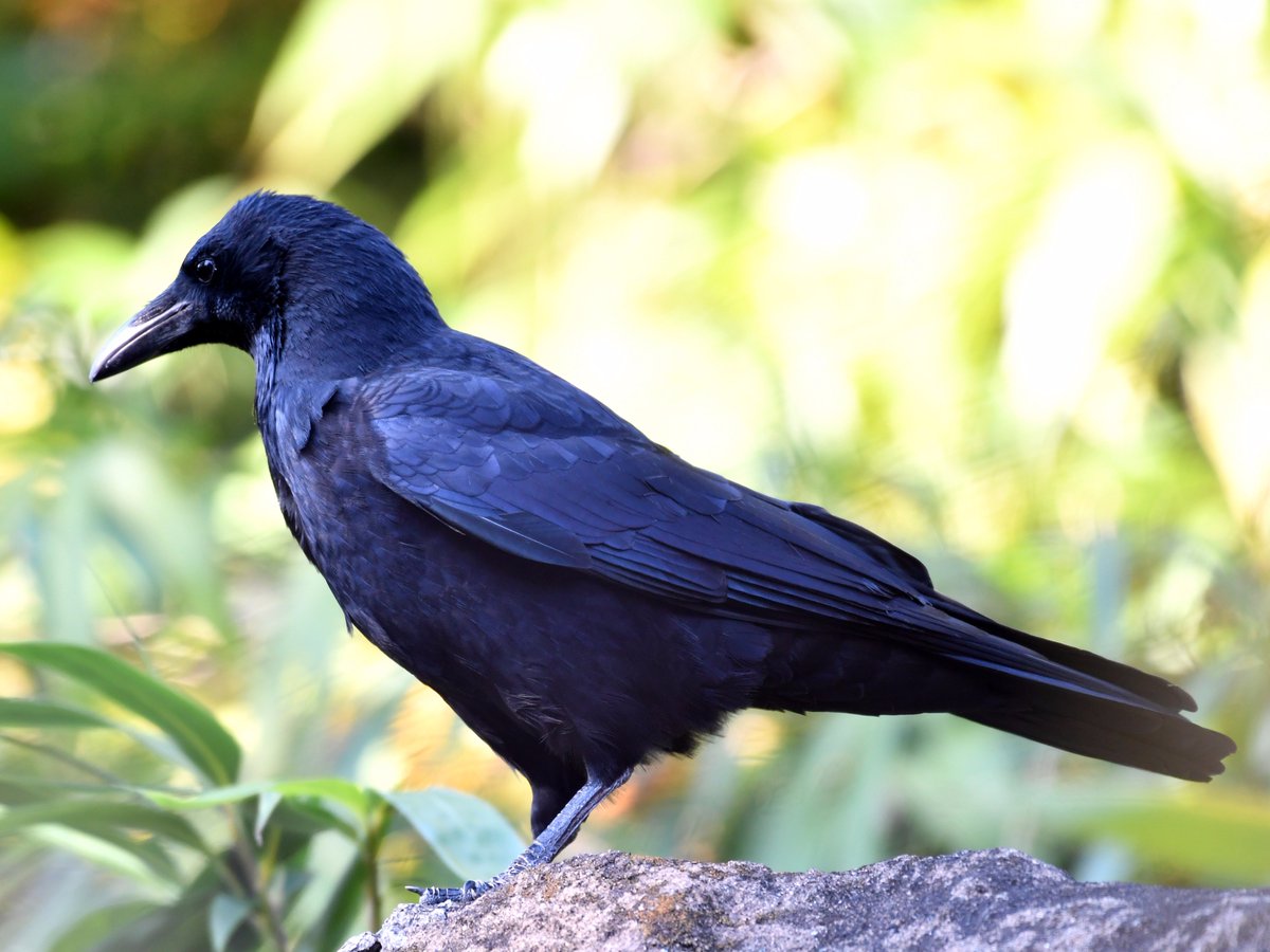 Koichi Murata 濡羽色 R 000 G 011 B 000 とも呼ばれるカラスの羽色 は真っ黒ではありません 構造色や薄膜干渉による発色現象で紫色や虹色に見えることがあります カラス 構造色 薄膜干渉 ズーラシア Crow