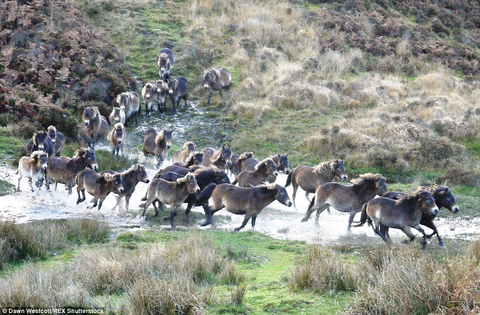 ExmoorPonyClub's tweet photo. Tomorrow Sun 12 Nov on #Exmoor - watch the world's largest herd of #ExmoorPonies #Tippbarlake Herd being gathered from #BrendonCommon. 11am start. Contact Maria Floyd 01598 741201 email mariafloyd@gmail.com See you there! https://t.co/miBdUX0Qmd