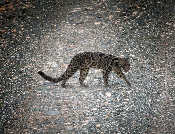 Reuters's tweet photo. Rare Bornean clouded leopards caught on camera in Malaysian reserve https://t.co/P5yPmtC9LX https://t.co/3ZriQFE3Yn