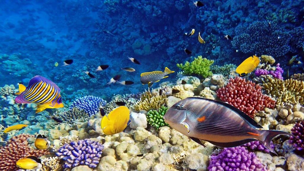GhideonMusa's tweet photo. #Eritrea ’s Marine Resource: Worth Exploring, Worth Investing
https://t.co/r5KD71vPAw https://t.co/fKxPb7DSDa