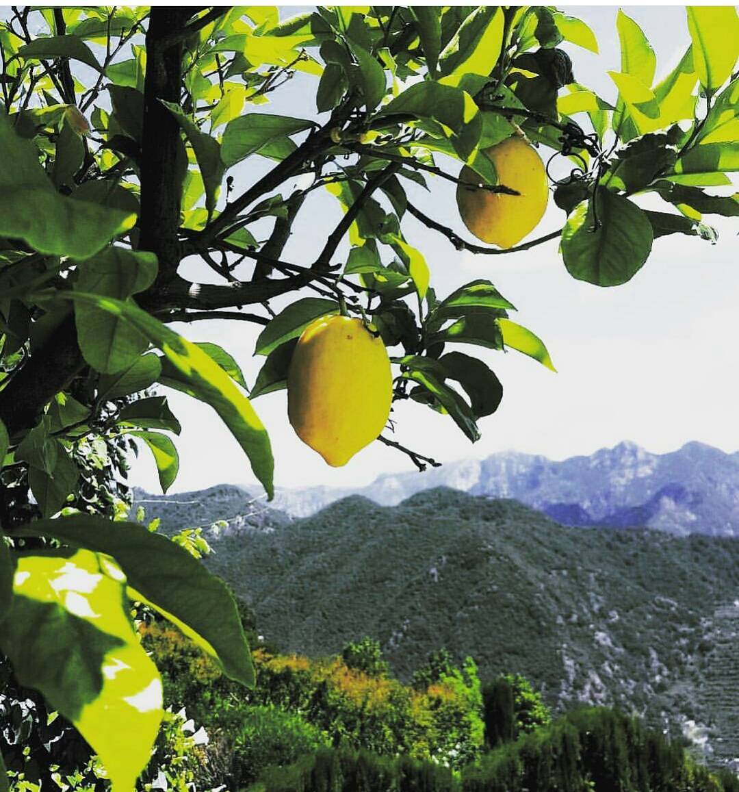 WorldToursWeb's tweet photo. This is the kind of yellow you need...
Ph Felicia Bruscino
#worldtours
#Sorrento #sorrentocoast #sorrentinepeninsula https://t.co/4VMi7l6IMZ