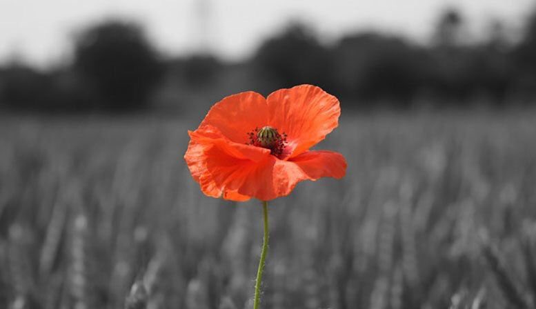 Remembering all the sacrifices millions of men and women made on our behalf. #LestWeForget #ArmisticeDay