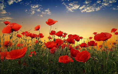 designstudioarc's tweet photo. Lest we Forget. #DSA #Remember https://t.co/zbqMGie7JT