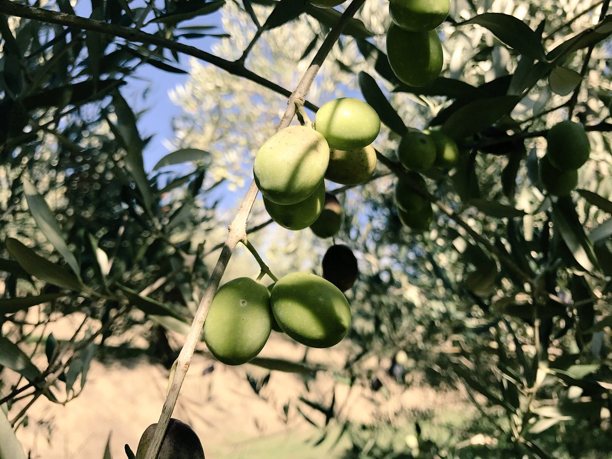CalabriaSoul's tweet photo. Classici d'autunno: Olive ammaccate - #olives #calabria #ricette https://t.co/v74UohCqTR @cheffrancolania @WeLoveAncestry https://t.co/AUvCUPNTNl