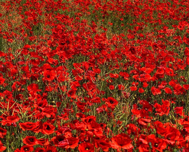 Mount Pleasant Sch tweet media