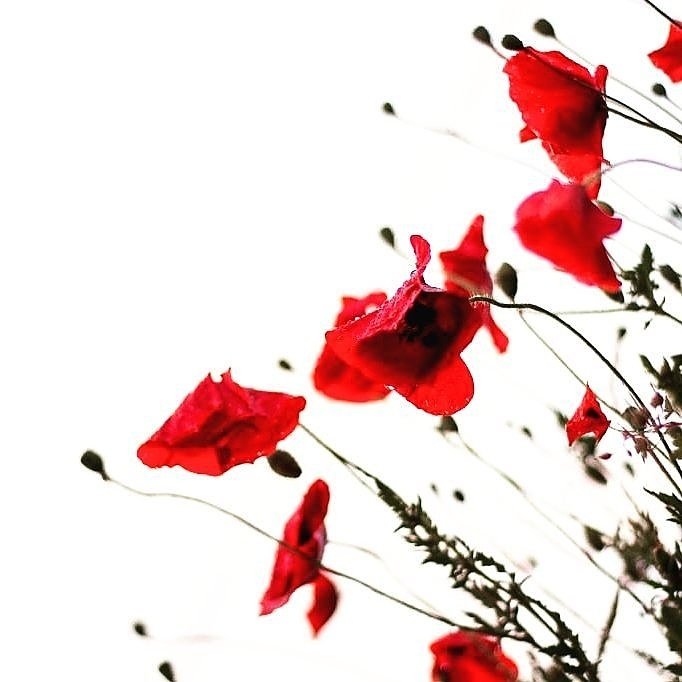 FuntimeHire's tweet photo. Never forget...
Join us in observing 2 minutes  of silence with the nation at 11am in remembrance of our war heroes.
#RemembranceDay #neverforget #lestweforget🌹 https://t.co/vANk0L6av4