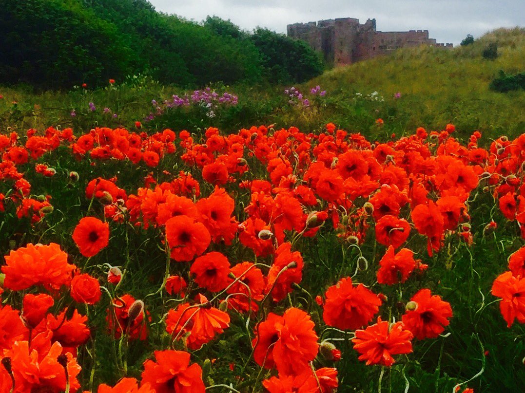 JMcKerrecher's tweet photo. #Lestweforget #Remembrance #Gratitude🙏
#Oneworld🤝 #Peace🕊#Futuregenerations🌻#Lookbackandlearn👁#Interconnectedness🕸 https://t.co/wIZkZ5LrhZ