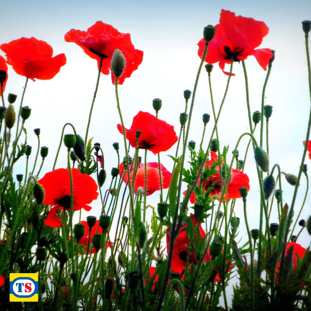 Never forgotten. #Poppies #RememberanceDay