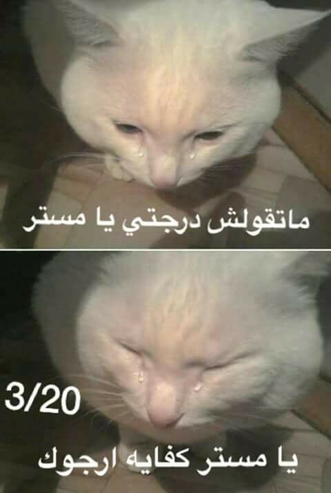 omnia_saeid147's tweet photo. مي انا اهوو😂😂😂😂💔
@maiofficial1911 https://t.co/NQW9YyVtXn