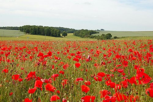 jansurotchak's tweet photo. In Flanders fields the poppies blow
Between the crosses, row on row,
That mark our place; and in the sky
The larks, still bravely singing, fly
Scarce heard amid the guns below.

The 11th hour of the 11th day of the 11th month.  Thank you to all our veterans! https://t.co/oFEqwgFxo5