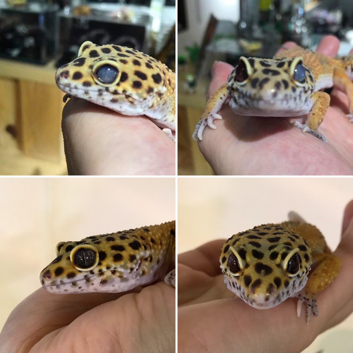 はちゅカフェ 爬虫類カフェ Pa Twitter ヒョウモントカゲモドキ のゼルダちゃん 先日より片目が白濁し 店主自宅にて療養中でした 毎日 目薬をつけすっかりキレイ 目が大きいのでお薬も入れやすく しっかりつけられたので 早く治りましたよ 爬虫類カフェ