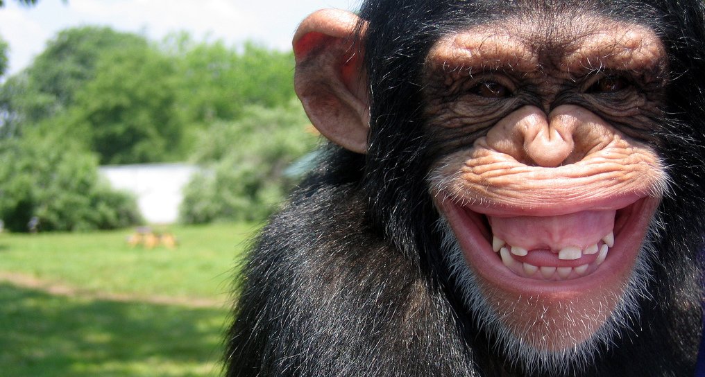 The secret to happiness the-mindful-monkey.com/2017/11/11/the…