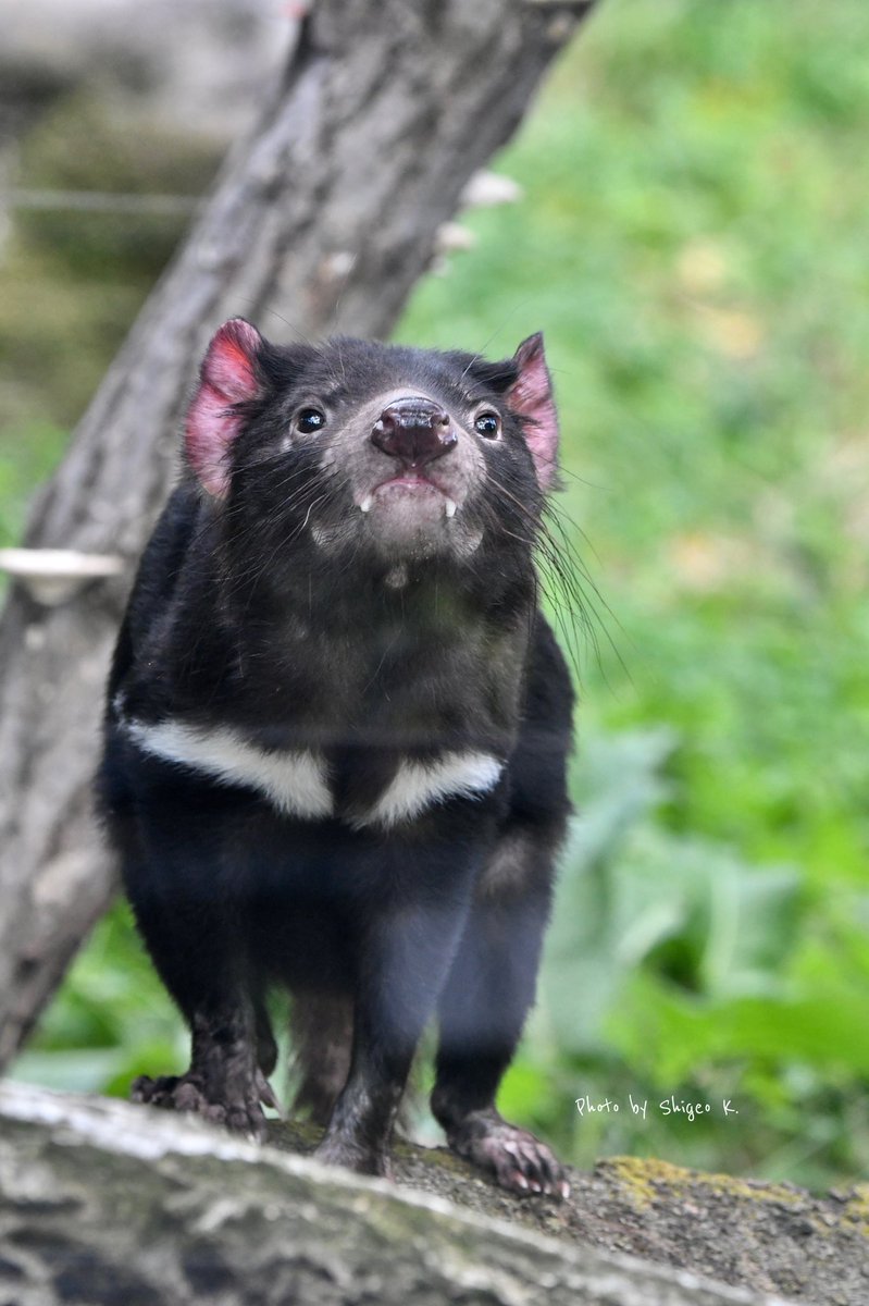 Shigeo タスマニアデビルマン 本当に デビルみたい 牙が出てる 耳もブラックデビルぽい でもどことなく 可愛い タスマニアデビル 多摩動物公園