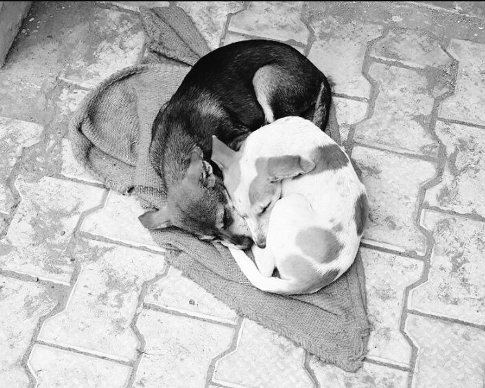 ankusaraswat14's tweet photo. @HiHonorIndia Pure and unconditional love
#GOMONO #ExploreWithHonor #Honor9i
#GOMONO #ExploreWithHonor #Honor9i https://t.co/dR83rcMbkx