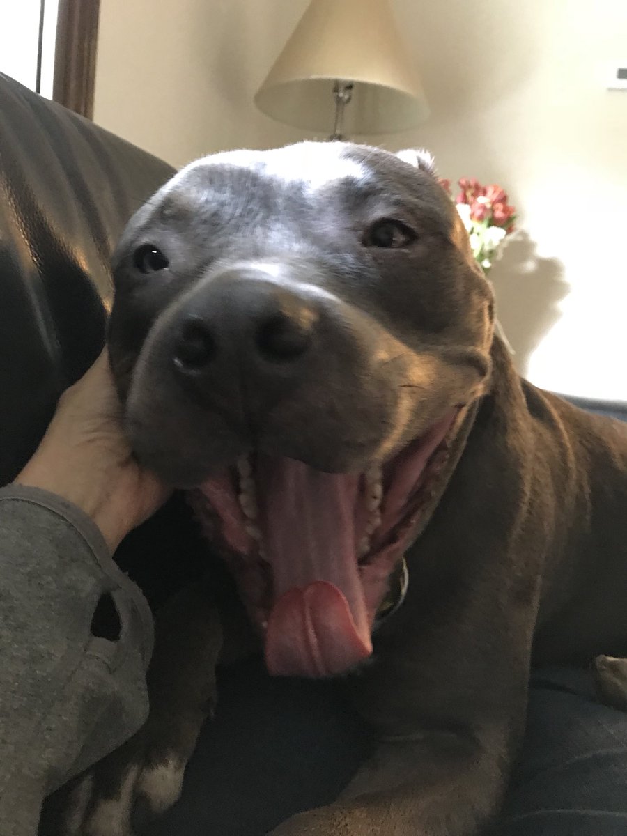 <a href="/Blue_The_Staffi/">Blue THE Staffie</a> @EricWhylie <a href="/usainbolt/">Usain St. Leo Bolt</a> <a href="/LucieWheeler6/">Bella Blue</a> <a href="/stephenhillbill/">Rudy & Angel Buster</a> @SaffiTheStaffie <a href="/DollyDog06/">DollyThe Staffy</a> @PdStellaGlosPol <a href="/LouTheStafford/">Louis The Stafford</a> <a href="/STAFFYBULLCLUB/">STAFFY BULL CLUB UK</a> <a href="/Dogsoftwiter/">Dogs Of Twittër</a> BEST I CAN DO GUYS!!! I AM A TONGUE CURLER!!! #uglyyawner