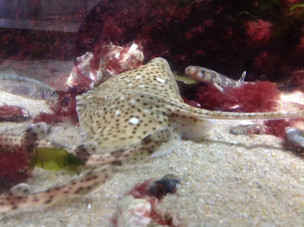 Ocean_Whisperer's tweet photo. Stephans #Meeresrätsel - Antwort: Junger Fleckenrochen von der Atlantikküste, gesehen im #Multimar Wattforum Tönning https://t.co/paMBA2BkmA