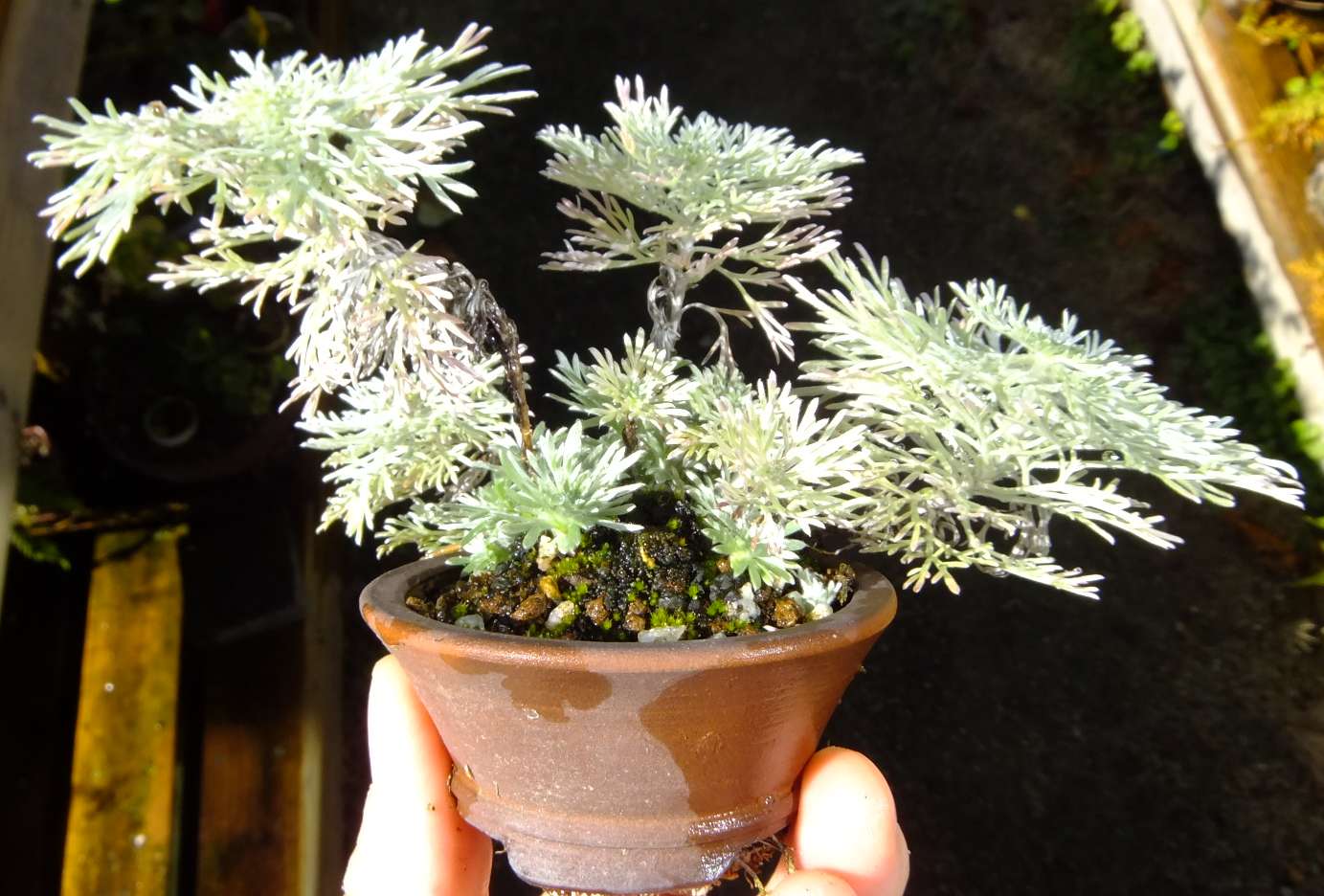 朝霧草 Twitter Search Twitter