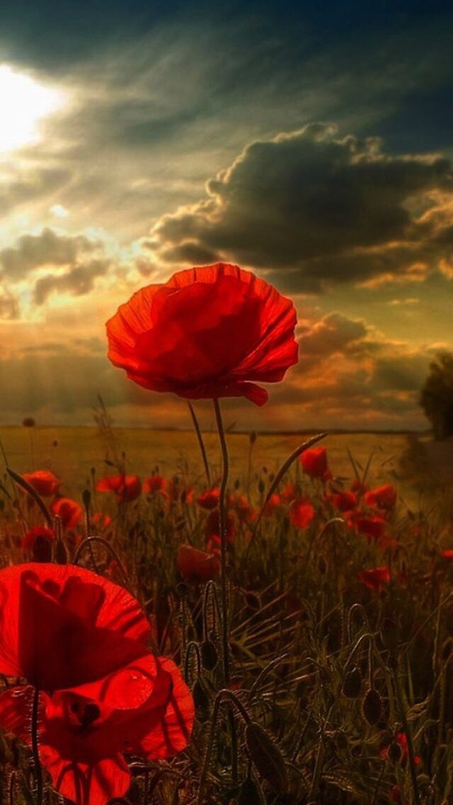 AmandaJane66's tweet photo. #ArmisticeDay #NeverForget #ForeverGrateful https://t.co/3XkJApnyWx