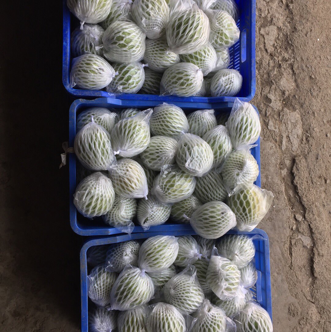 JDkrashifirm's tweet photo. The wait is over.....  Today harvesting start of your favourite Delicious 😋, Crispy, Seedless Guava.
Packing size- 20KG box
Rate- 120/- Rupees Kg

#jaydeep_krashi_firm
#jdkf_guava
#karamdi_guava https://t.co/bM3OJwQki2