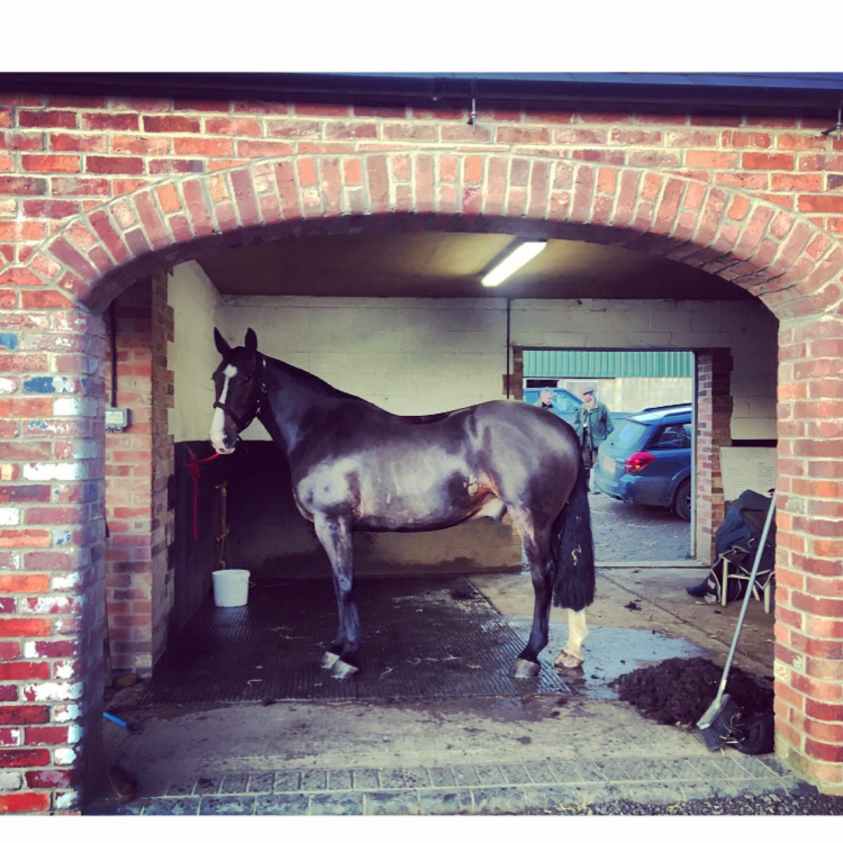 V_Binnie_Ryle's tweet photo. I think it’s safe to say @sophiewwbuckley’s team at @culworthgrnds have them looking well... #SomeHunter #Gleaming #BrotherBridie ✨ https://t.co/NIfGeakoi7