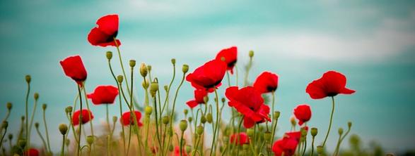 LNSHTA's tweet photo. Landscape NS was honoured to help out our veterans through LNS Remembers this year.  #LestWeForget https://t.co/0b2EFYejFT