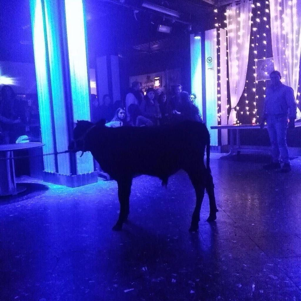 Modernista_'s tweet photo. Ieri il concerto degli @_omosumo è iniziato così 🐄 #funeralparty #omosumo #lastconcert #palermo #candelai https://t.co/1OYgOQtpoE https://t.co/tcEwu6TT0z