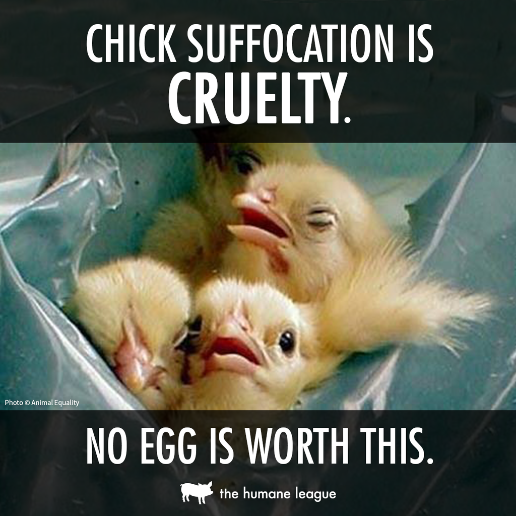 TheHumaneLeague's tweet photo. Common Practice: male chicks are killed shortly after being born 💔 #SomeoneNotSomething https://t.co/MqvT2JZxWA