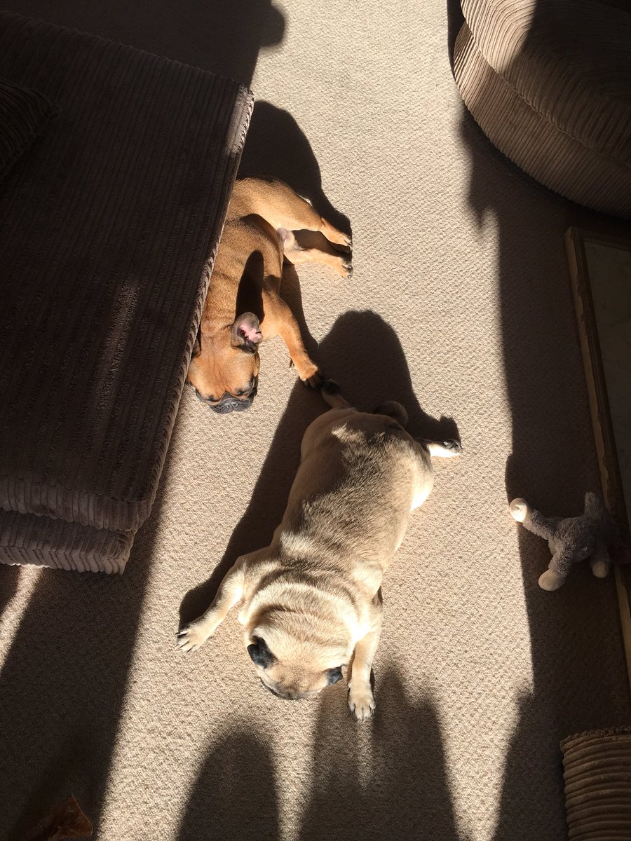 eddthepug's tweet photo. Perfect Saturday morning = @pure_pet_food +walk🐾+sunbeam sleeping 👌🏻💙💙#smilingpugs #mops #pugbasement #dogsofinsta #speakpug #carlino #carlinopug #thetailwagger #instadaily #instapuppy #instagramers #dogsofinsta #dogsofinstagram #deliciousfood #walking #pug #puglife #pug https://t.co/5QY1A9MiCH