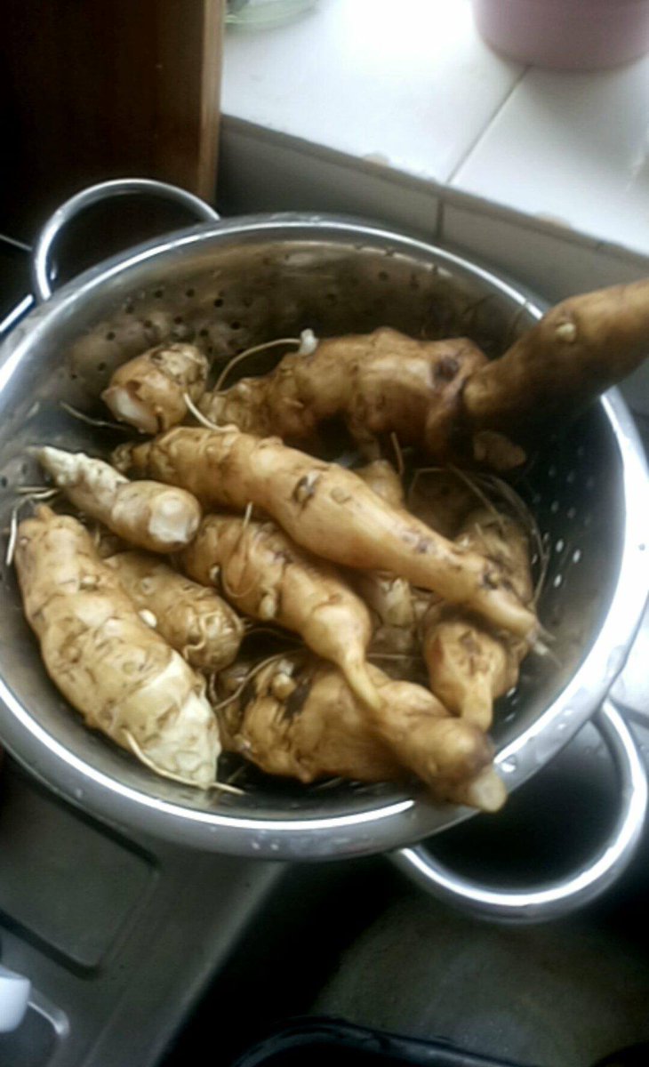 JordanRyder1990's tweet photo. First havest of Jerusalem artichokes is a success! https://t.co/jXS4dTUrdz