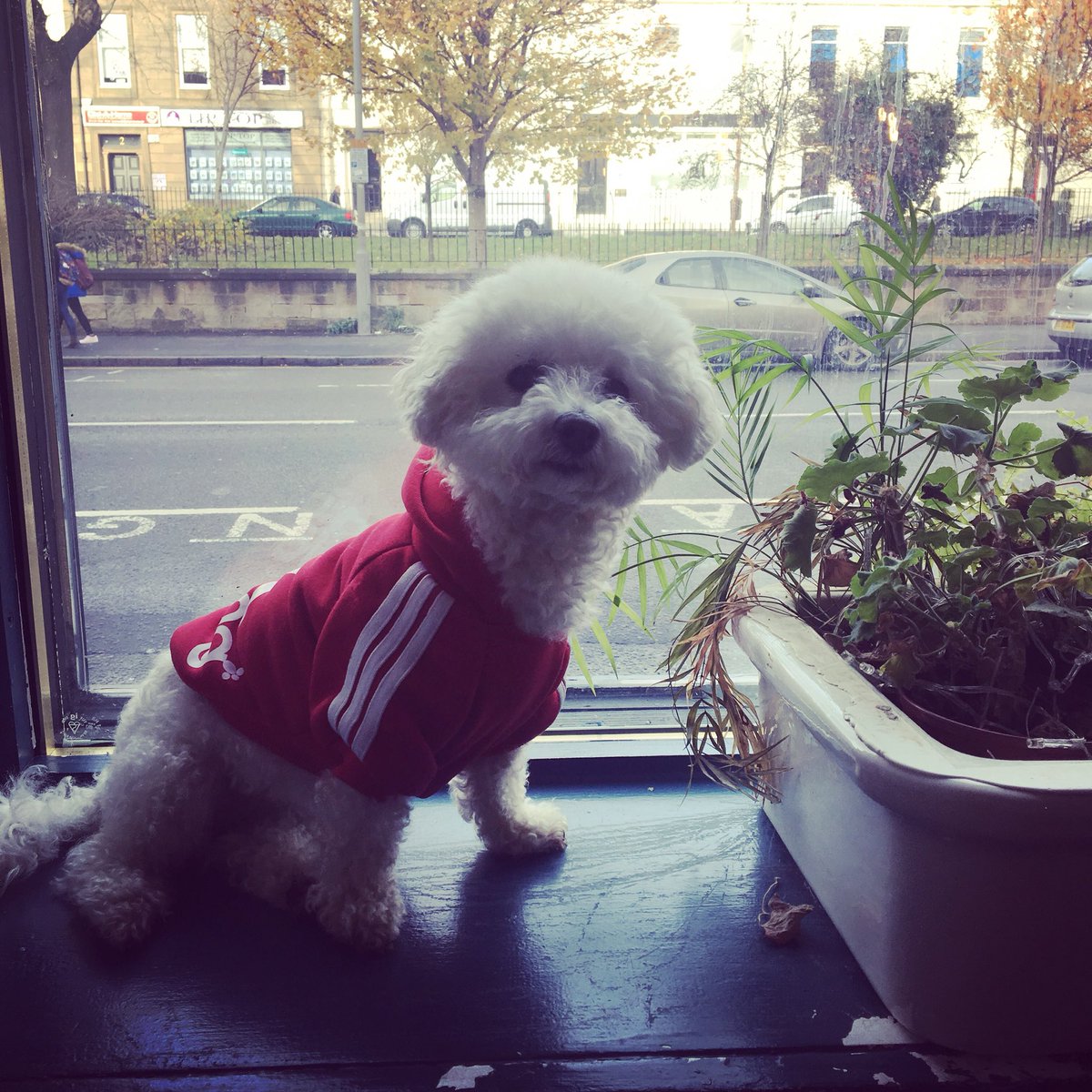 #saturdayvibes😎 #chillin #dogsofdennistoun #redmondsofdennistoun