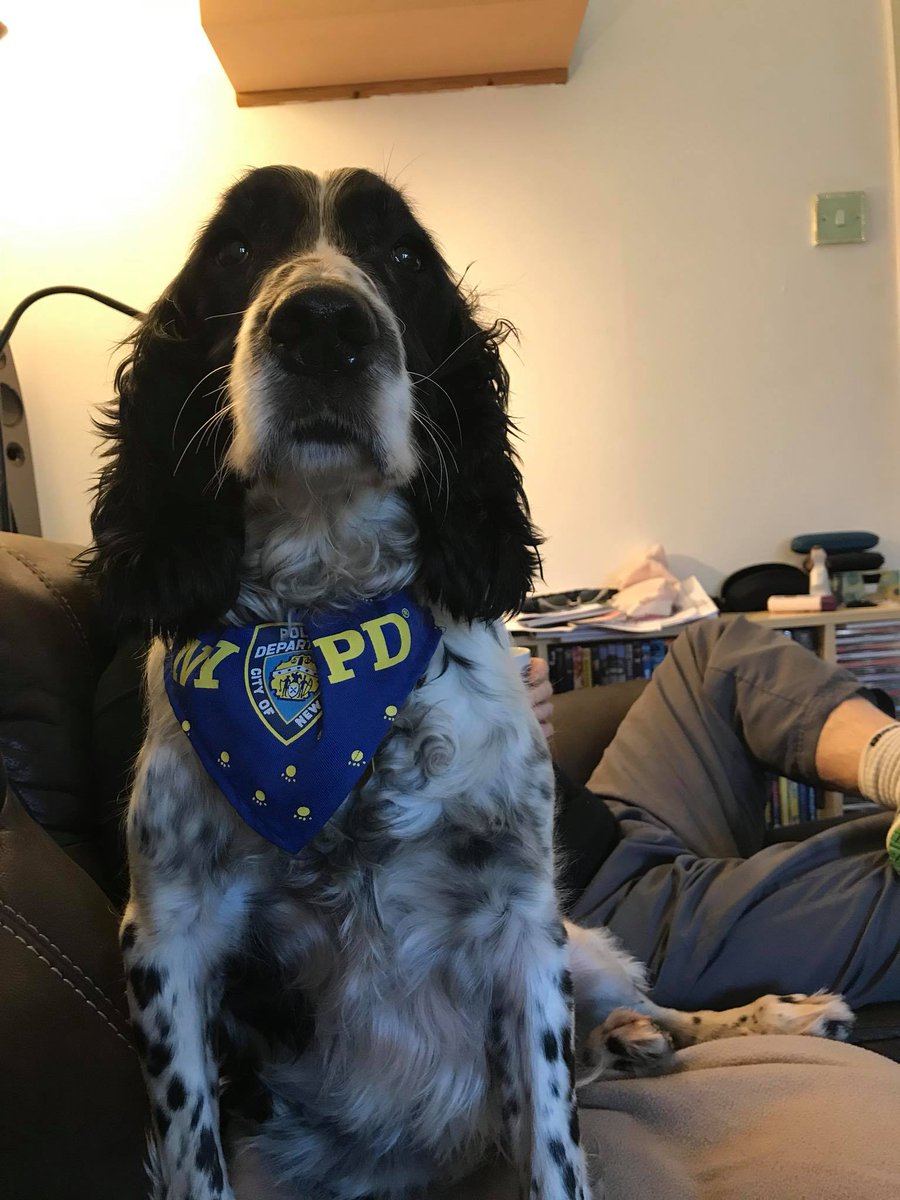 NWspringersUK's tweet photo. Gorgeous George sporting his new bandanna xxx https://t.co/SRqpNiG90d