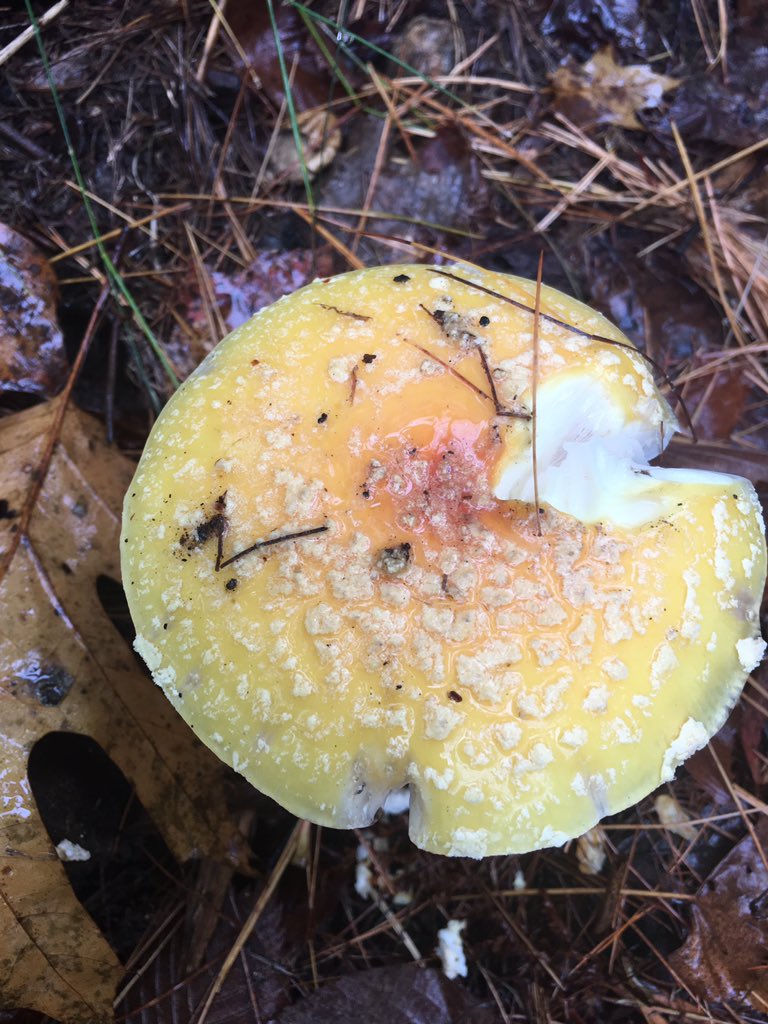 Mush Shroom tweet media