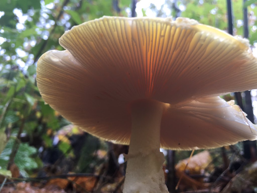 Mush Shroom tweet media