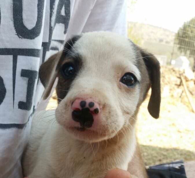 ilovefofuras's tweet photo. esse dog tem uma patinha de dog no seu nariz https://t.co/EwMQZHUcqP
