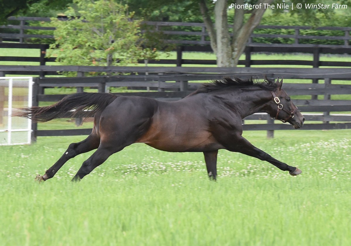 theTDN's tweet photo. » Pioneerof the Nile Firster Rides the Rail to Impressive Score https://t.co/4Ify0JsYXX https://t.co/R6KG2XqAG9