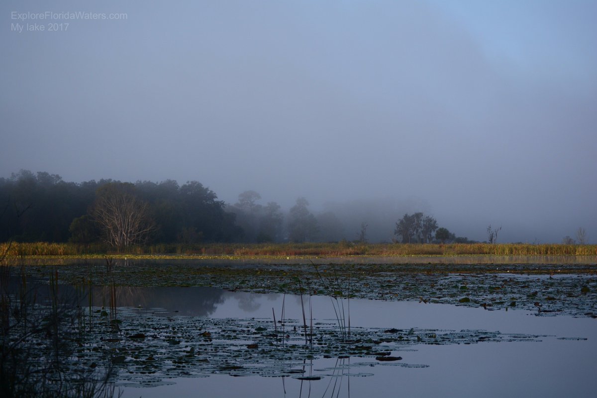 Fog around the lake behind my house, 11/7/2017 See more at ExploreFloridaWaters.com  | #fog #fogonthewater #morning #sunrise #florida #lake #freshwater #lilypads #water #waterway #peacful #beautiful #lovely #enjoy #love #nikon #nikond7100 #nikonphotography
