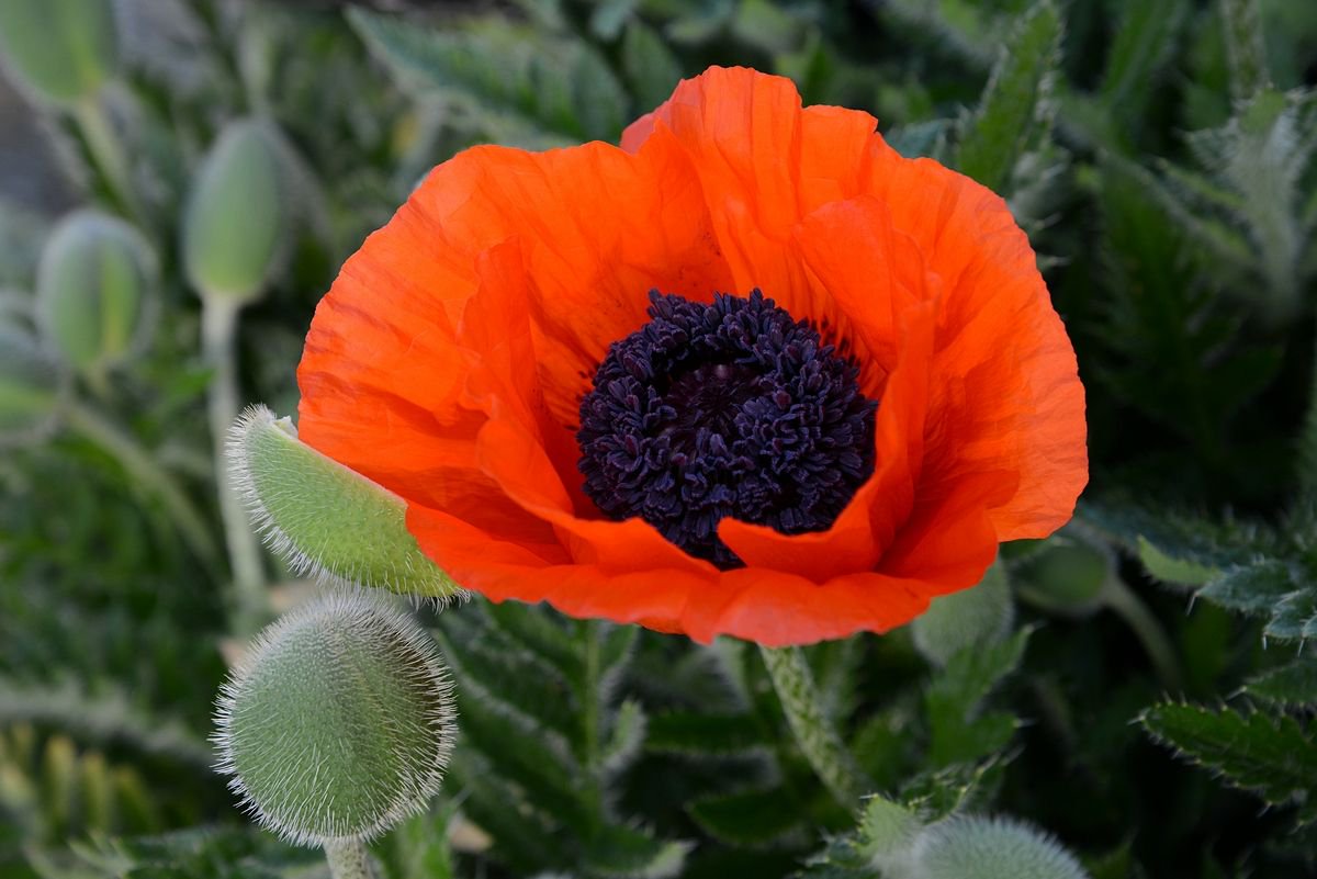 butchartgardens's tweet photo. Lest we forget https://t.co/YT0aD8mgeC