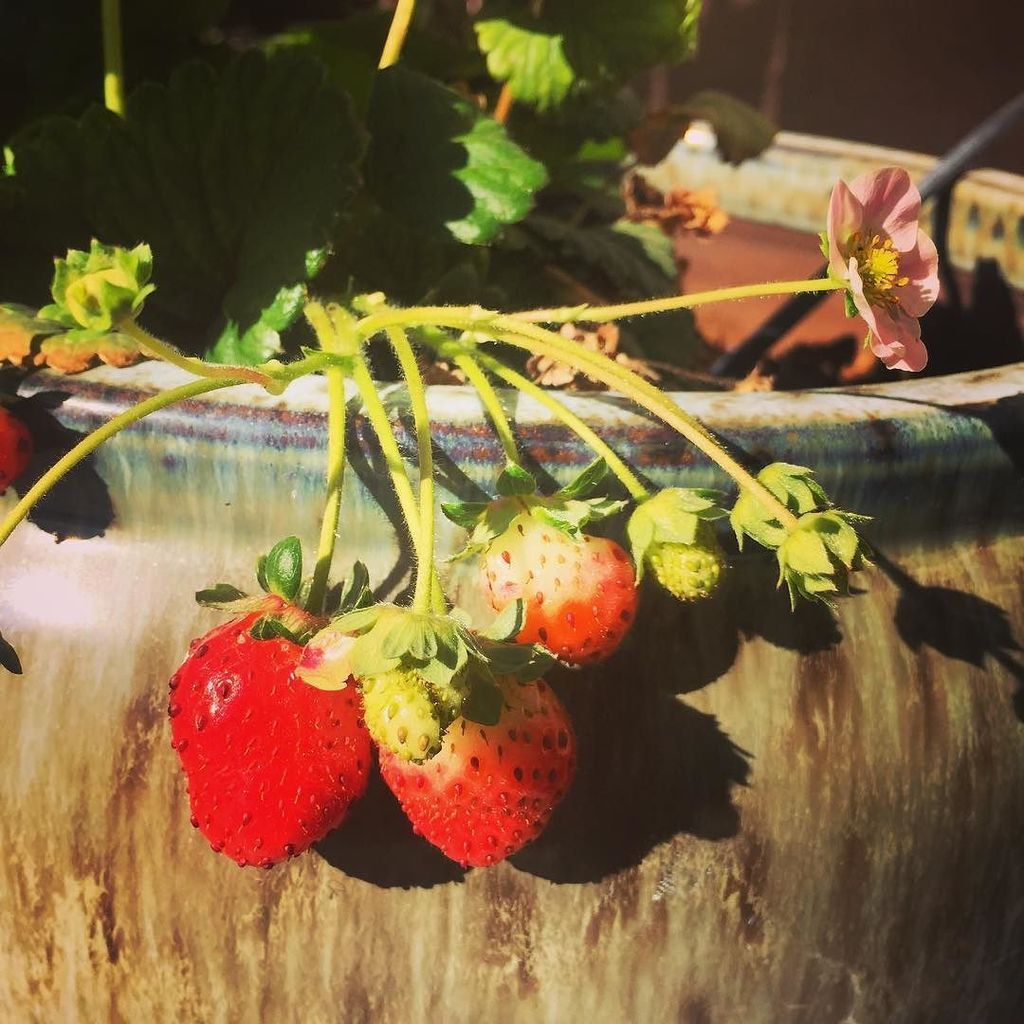 krystynfrye's tweet photo. I really thought my strawberries were dead for the season but the little guys live!!! #garden #saladideas #strawbe… https://t.co/vXypst2i9f https://t.co/RauOiWADDr