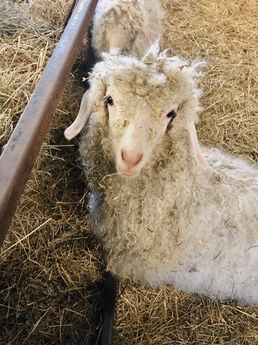 emlark's tweet photo. Farm fwends https://t.co/MUuSbJmWJq