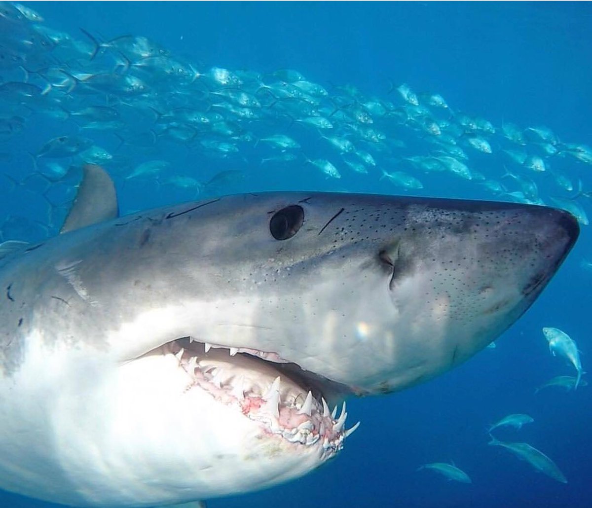 deep blue shark twitter deep blue shark twitter