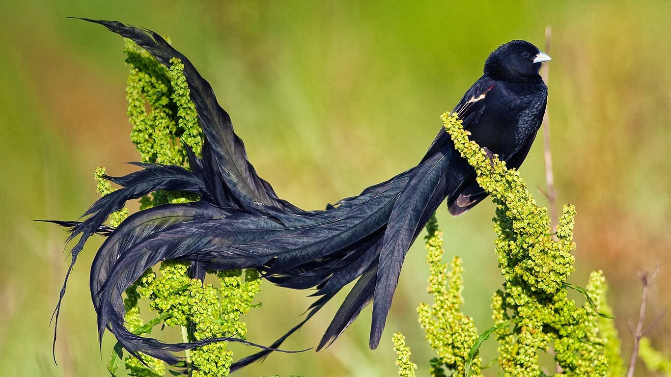 サエキ 洋画沼 突然だけど東アフリカに生息するコクホウジャク 黒鳳雀 を見て欲しい 和名も相当かっこいいけれど 英名はlong Tailed Widowbirdつまり 長い尾羽の未亡人 でいわば未亡人鳥 黒い尾羽を未亡人のベールに見立てたという説があるけれど