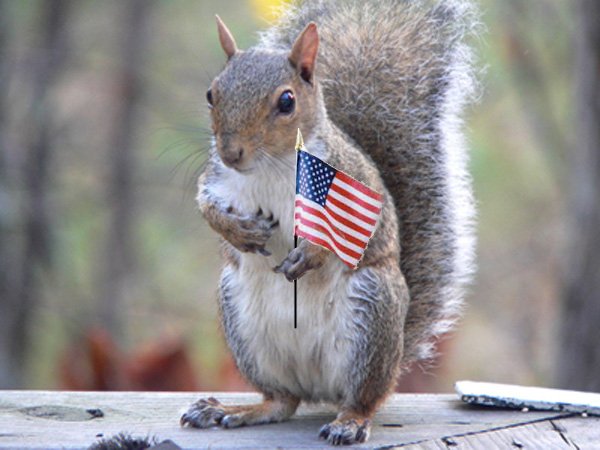 wmsquirrel's tweet image. #VeteransDay Thank you for your service. 🇺🇸